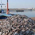 Fish harbar